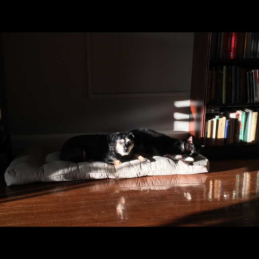 Meet your Posher, Rose